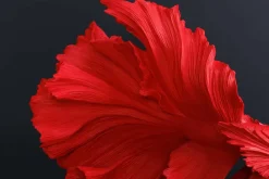 Riess-Ambiente Dekoration ><noscript><img width=